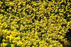 Binnenalster - A sea of yellow