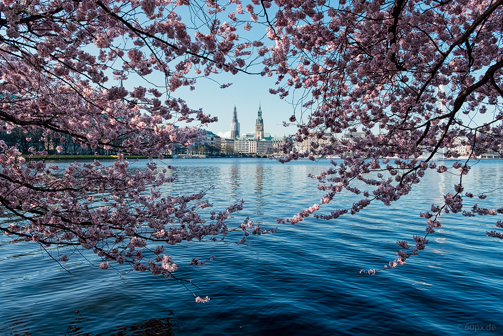 Binnenalster im Frühling