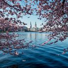 Binnenalster im Frühling