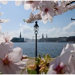 Binnenalster - Im Griff des Frühlings