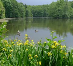 Binnensee