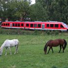 Binolen im Hönnetal , VT 648   ( 856 PS )  und  Zwei  Pferdchen beim grasen........!