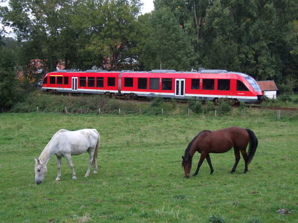 Binolen im Hönnetal , VT 648   ( 856 PS )  und  Zwei  Pferdchen beim grasen........!