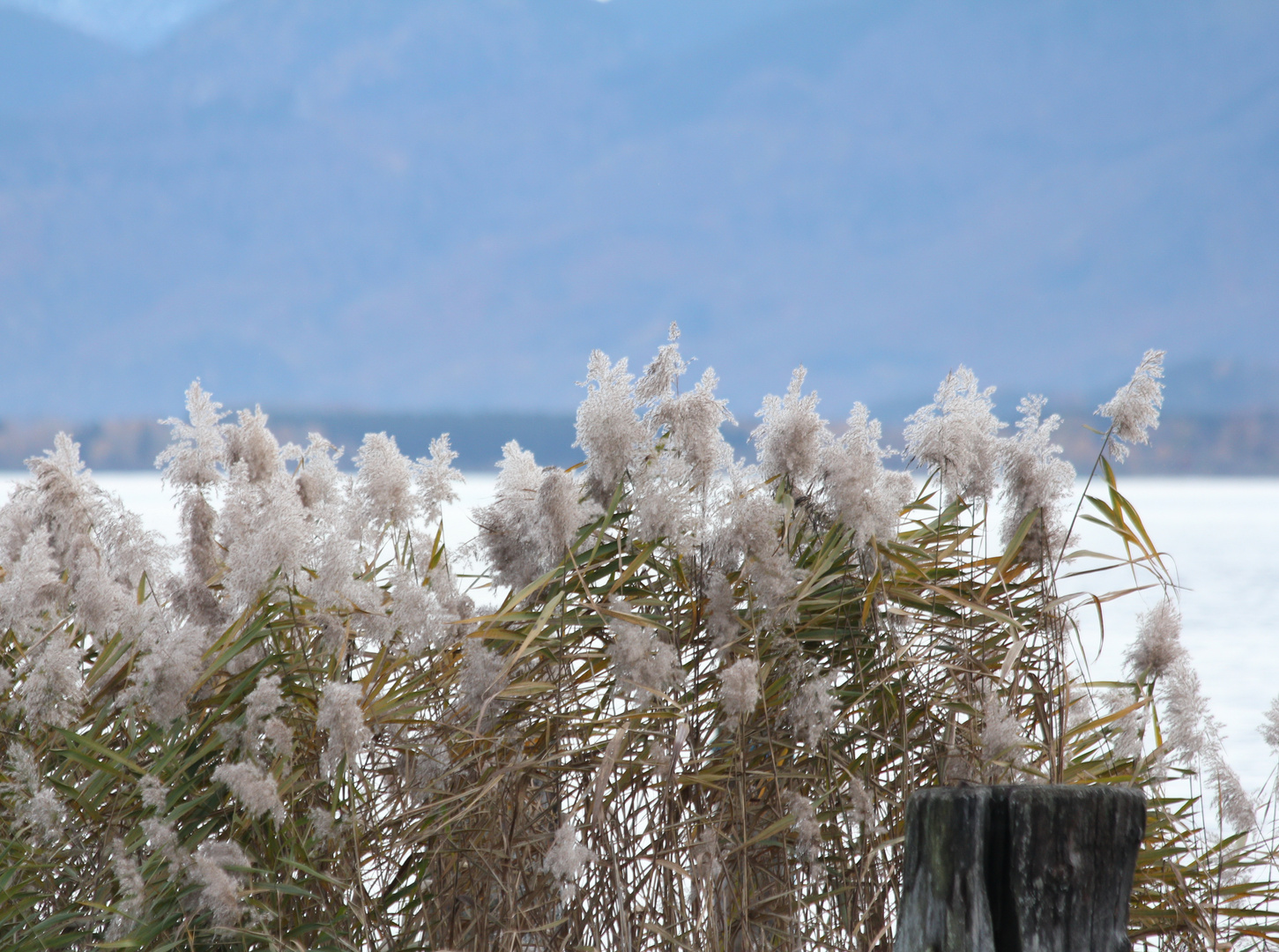 Binsen Foto & Bild | pflanzen, pilze & flechten, pflanzen im winter, natur Bilder auf fotocommunity