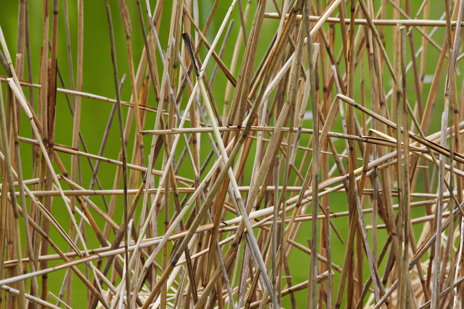 Binsen Foto & Bild pflanzen, pilze & flechten, natur Bilder auf