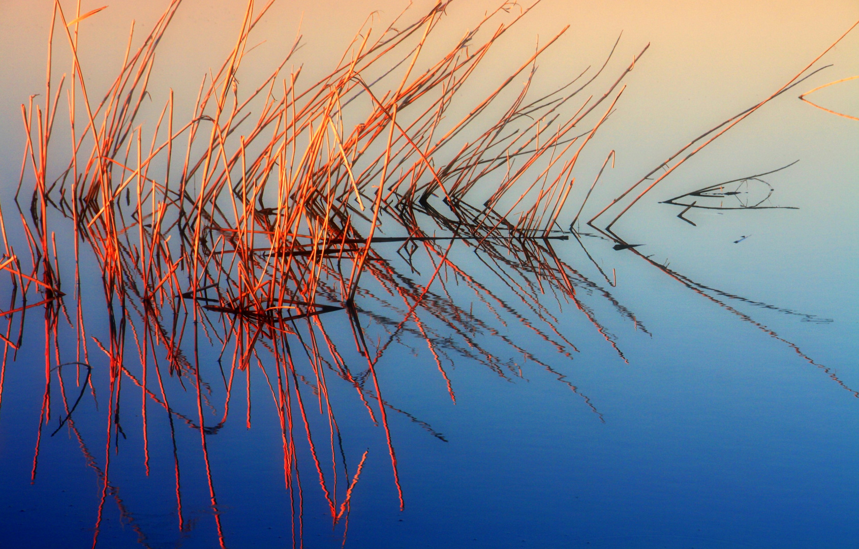 Binsen im Abendlicht