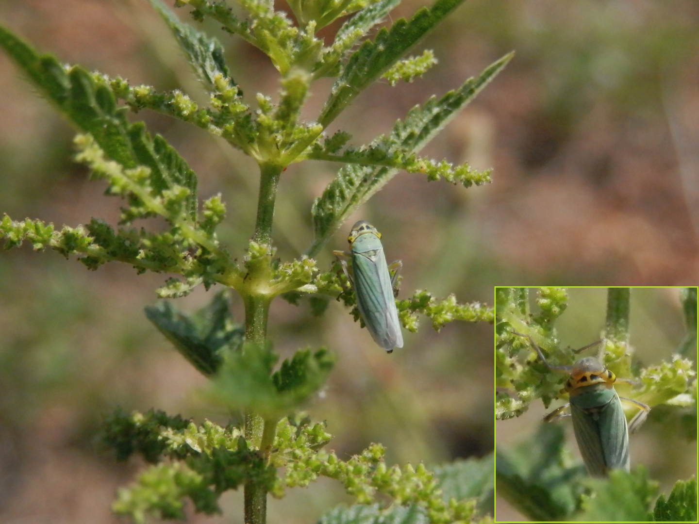 Binsen-Schmuckzikade (Cicadella viridis) auf einer blühenden Brennessel