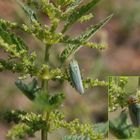 Binsen-Schmuckzikade (Cicadella viridis) auf einer blühenden Brennessel