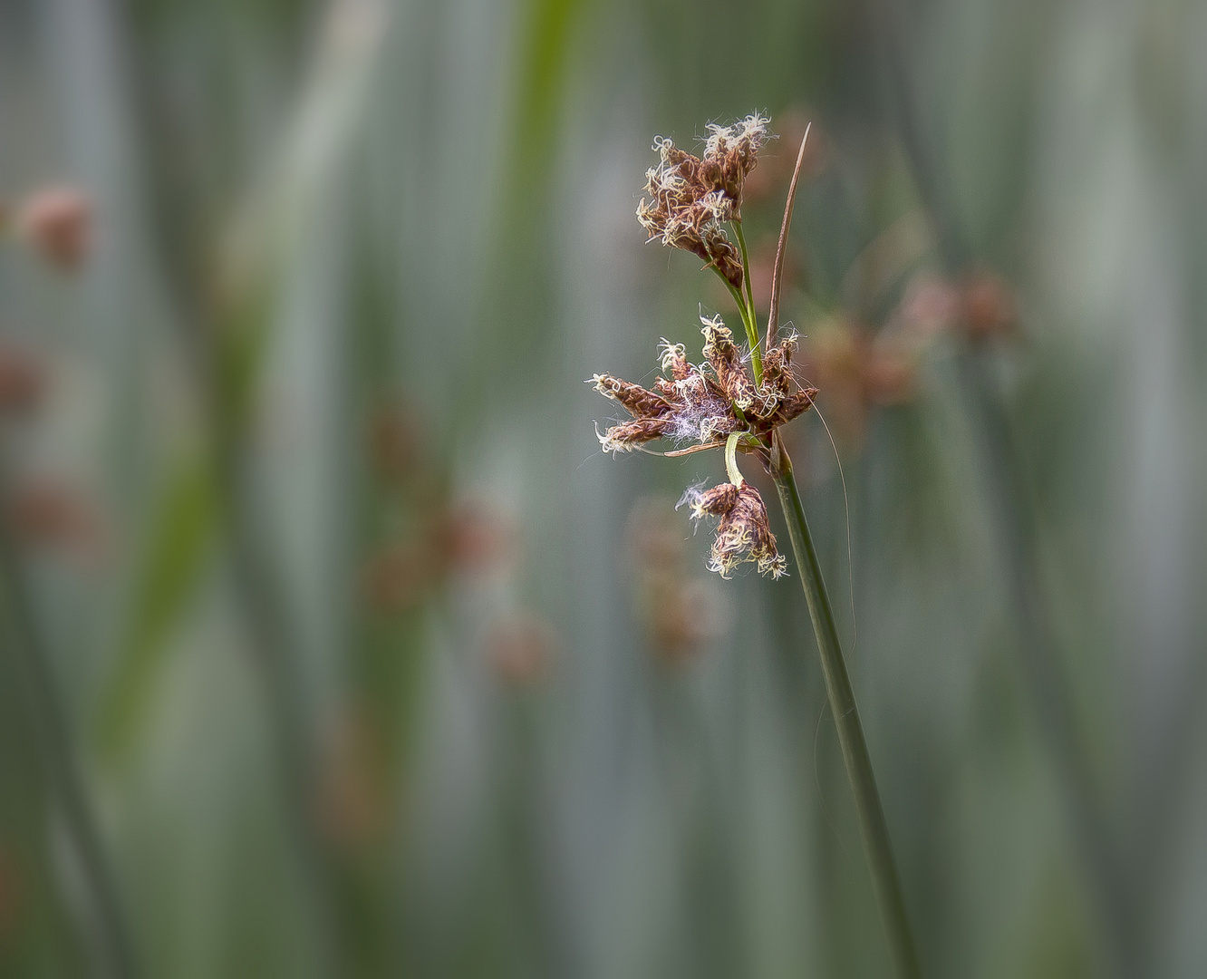 Binsenblüte...