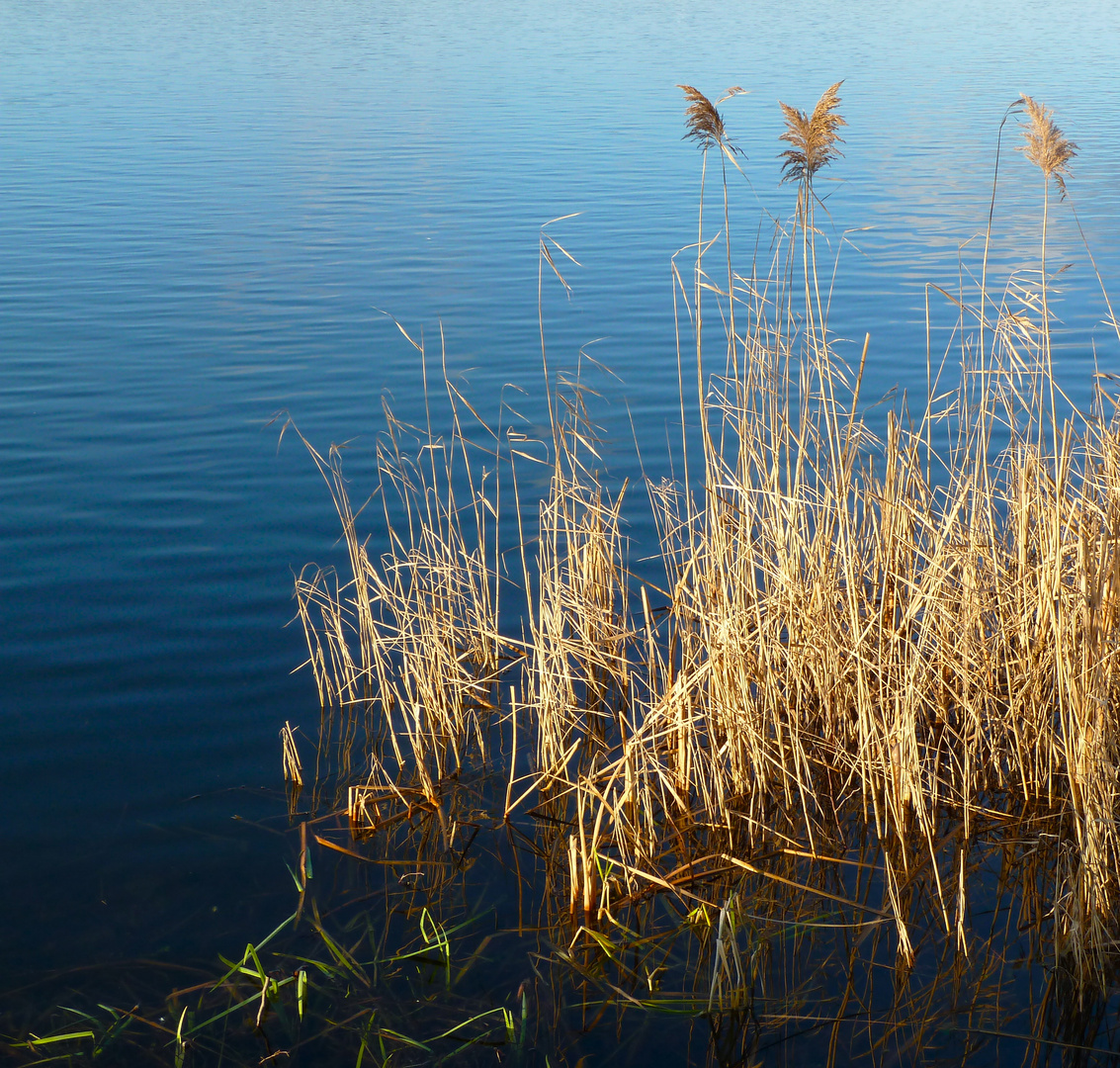 Binsengras Foto & Bild landschaft, bach, fluss & see, see, teich