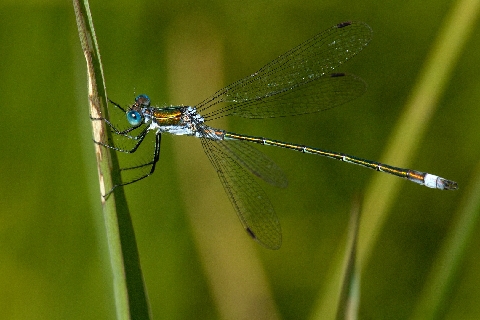 Binsenjungfer an einem kleinen Weiher im Allgäu