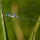 Binsenjungfer an einem kleinen Weiher im Allgäu