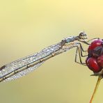 Binsenjungfer auf Brombeere