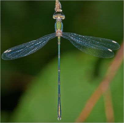 Binsenjungfer