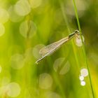 Binsenjungfer im Gegenlicht