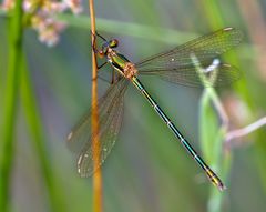 Binsenjungfer im Moor