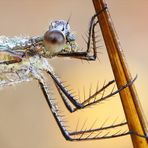 Binsenjungfer im Morgentau