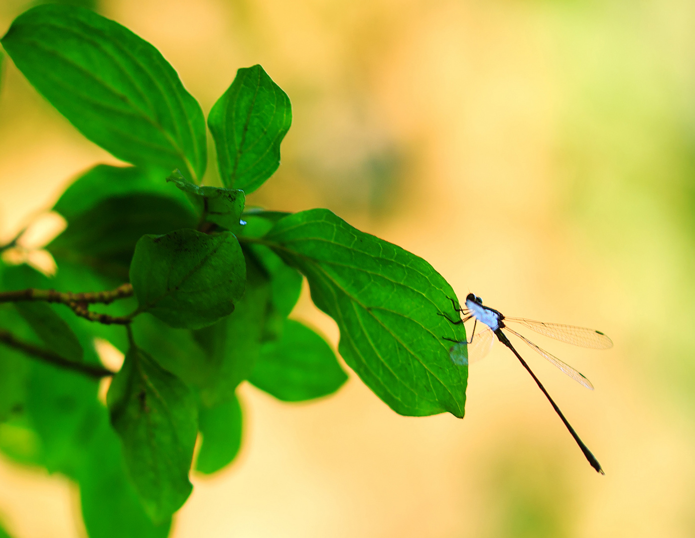  Binsenjungfer (Lestes Art) 