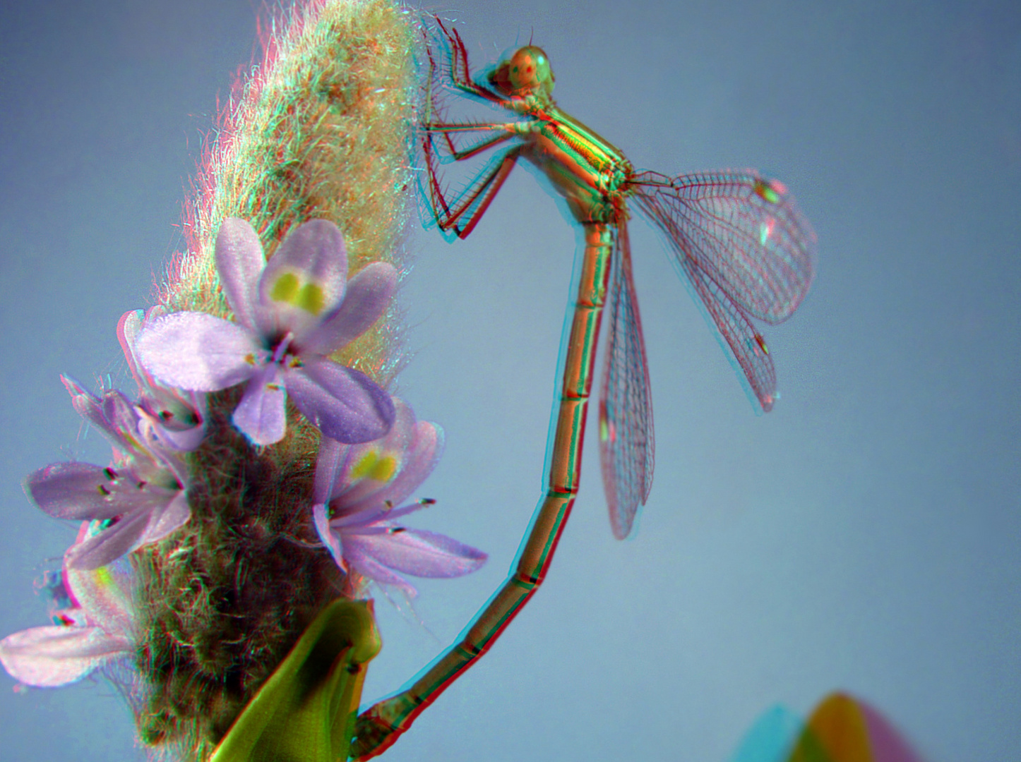 Binsenjungfer (Lestes sponsa)