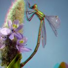 Binsenjungfer (Lestes sponsa)