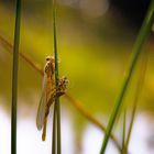   Binsenjungfer und Larvenhaut