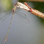 Binsenjungfer weiblich (vermutlich)