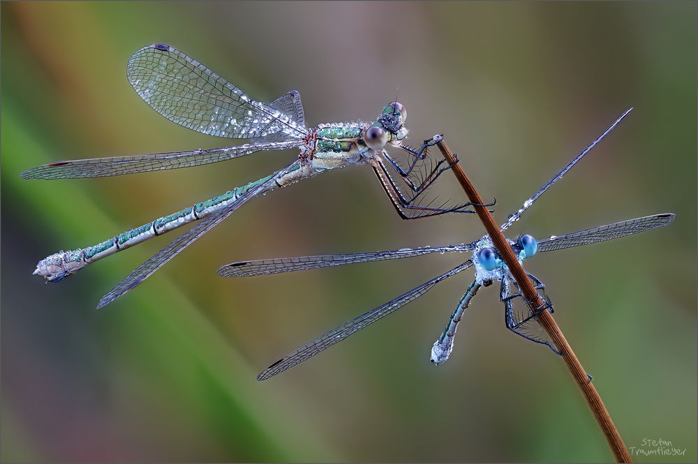 Binsenjungfer_Duo