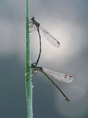 Binsenjungfern-Tandem