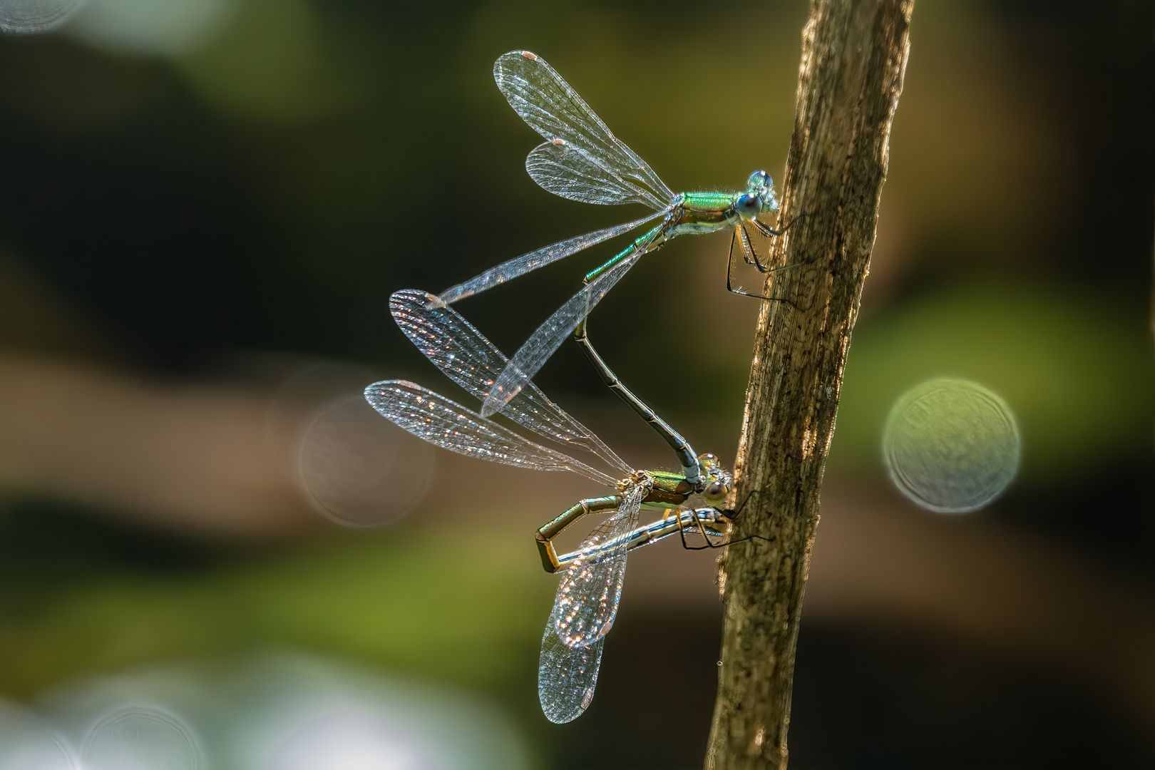 Binsenjungfern, Teichjungfern, Gemeine Binsenjungfer