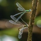 Binsenjungfern, Teichjungfern, Gemeine Binsenjungfer