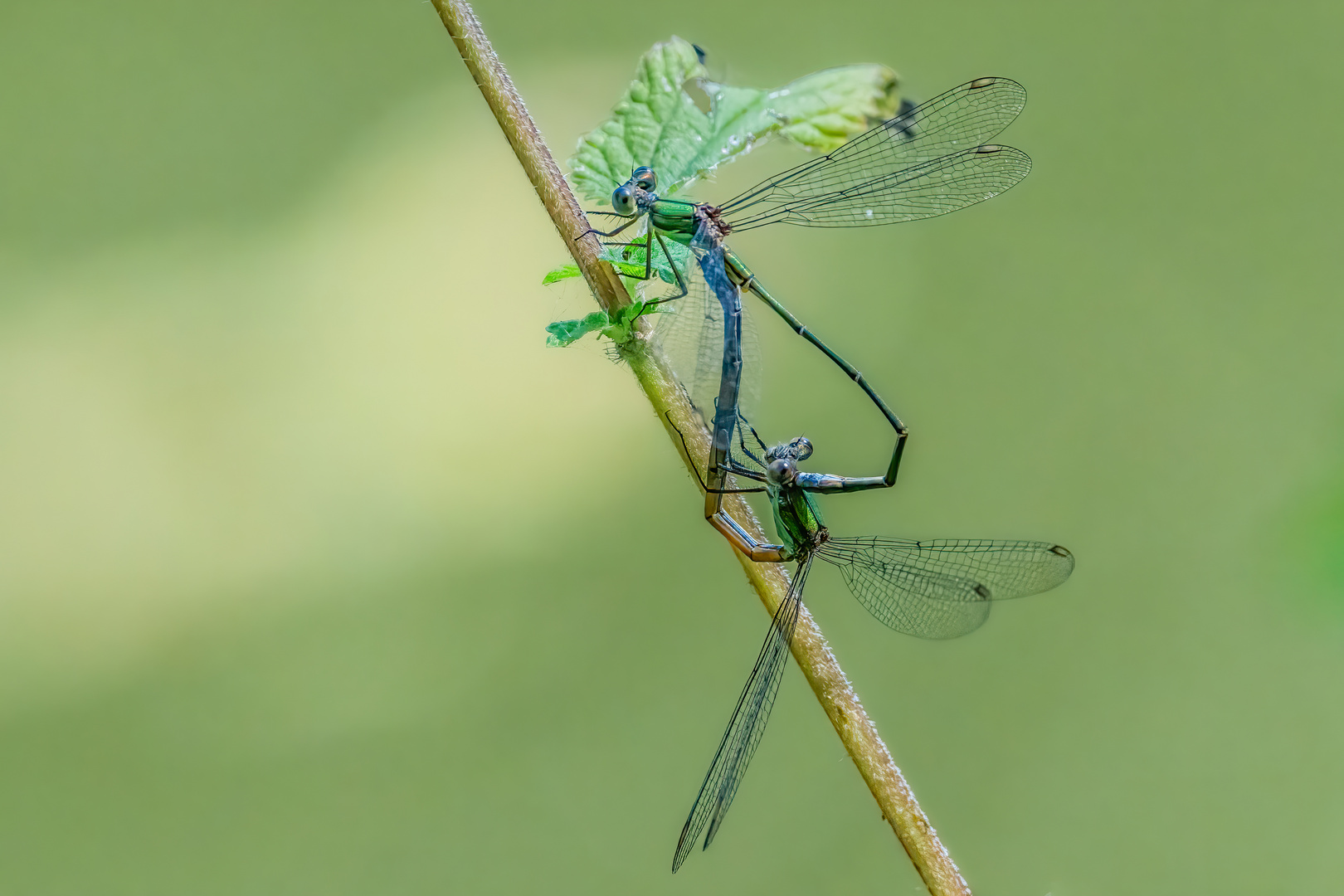 Binsenjungfern, Teichjungfern, Gemeine Weidenjungfer