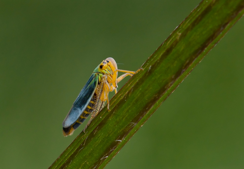 Binsenschmuckzikade (Cicadella viridis)