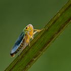 Binsenschmuckzikade (Cicadella viridis)