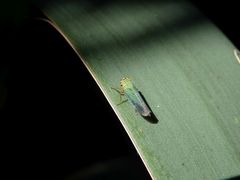 Binsenschmuckzikade (Cicadella viridis)