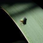 Binsenschmuckzikade (Cicadella viridis)