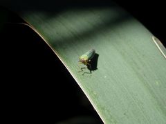 Binsenschmuckzikade (Cicadella viridis)