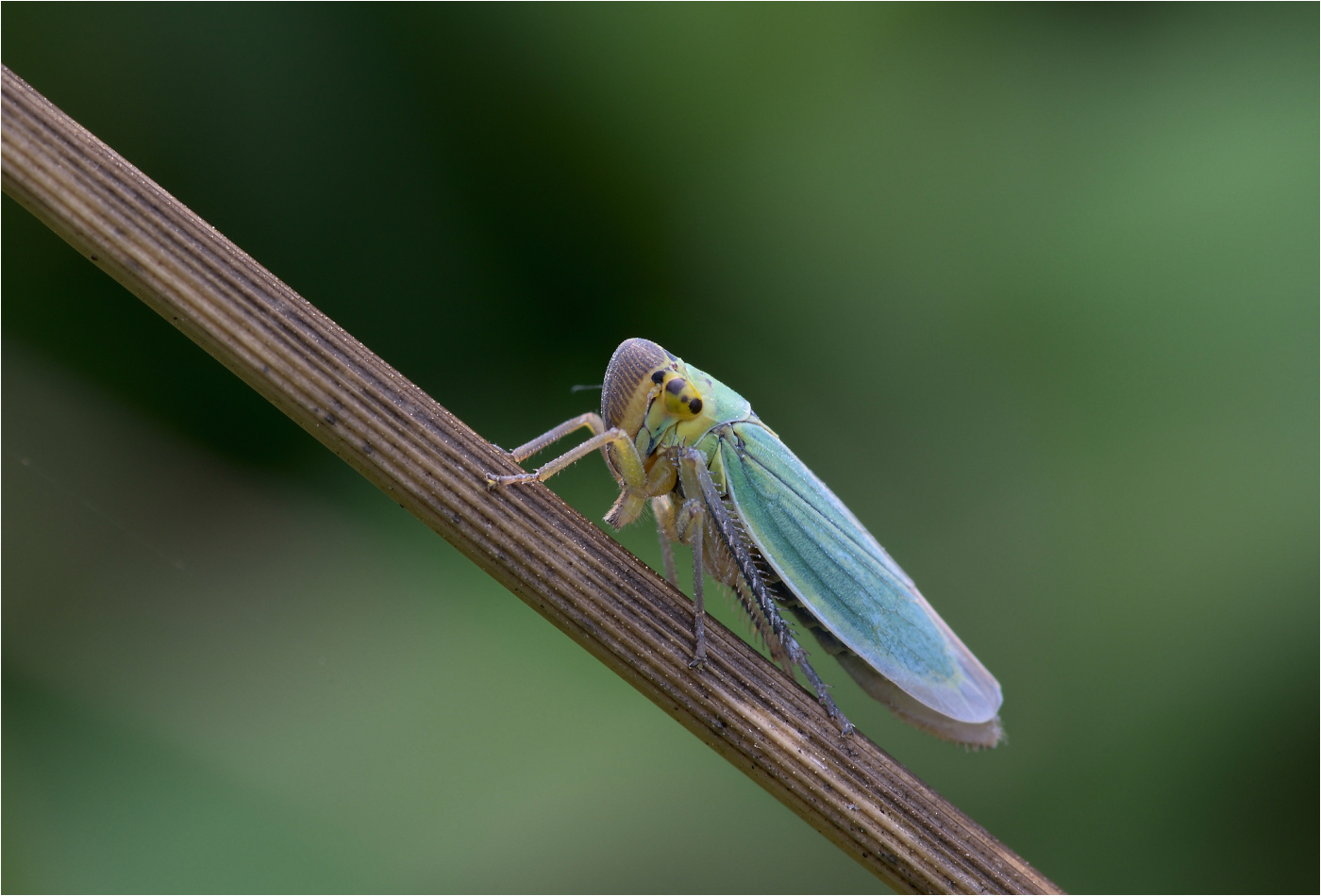 Binsenschmuckzikade (Cicadella viridis)