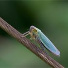 Binsenschmuckzikade (Cicadella viridis)