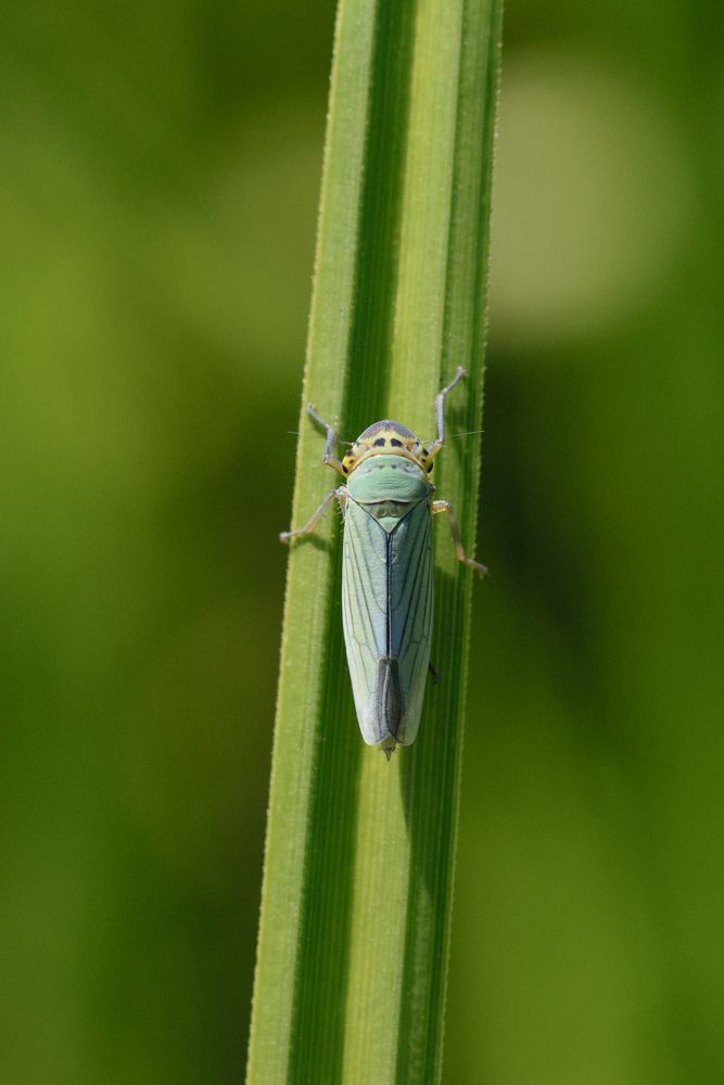 Binsenschmuckzikade (Cicadella viridis), green leafhopper)