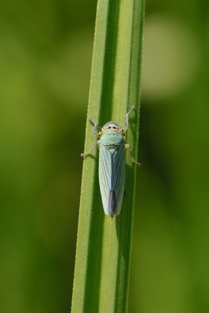 Binsenschmuckzikade (Cicadella viridis), green leafhopper)