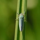 Binsenschmuckzikade (Cicadella viridis), green leafhopper)