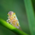 Binsenschmuckzikade (Cicadella viridis), green leafhopper