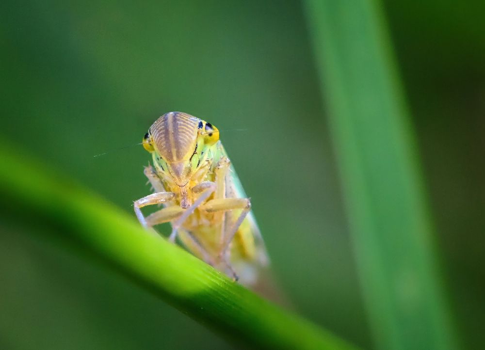 Binsenschmuckzikade (Cicadella viridis), green leafhopper