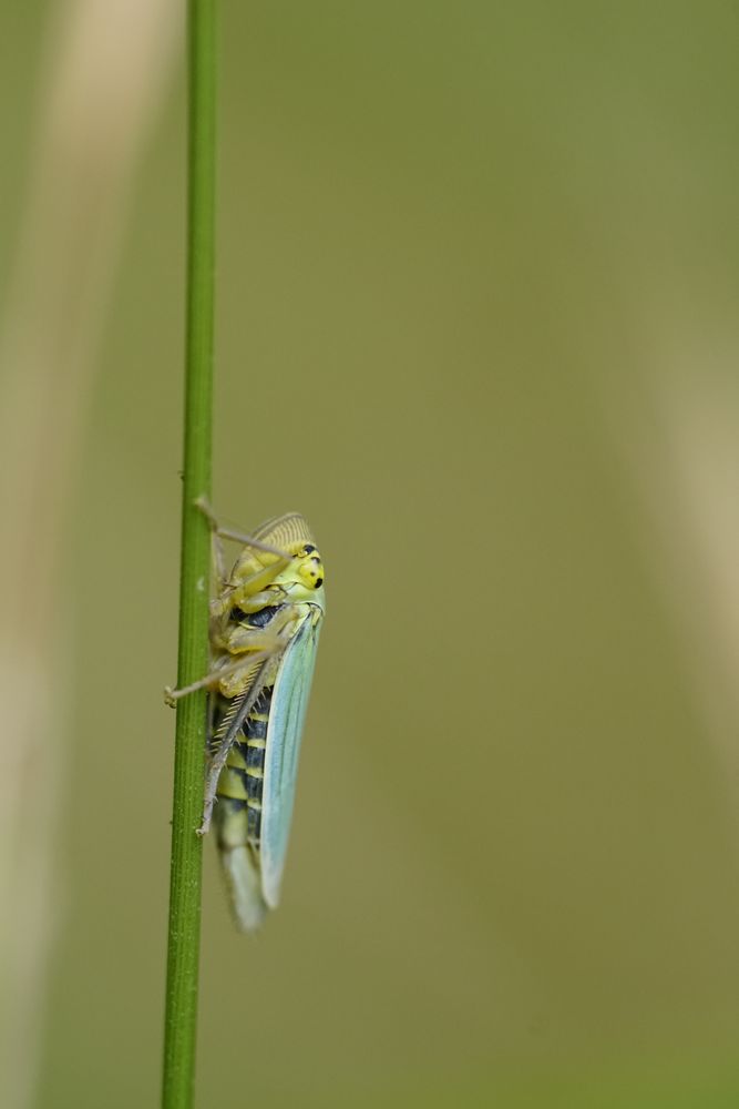 Binsenschmuckzikade 