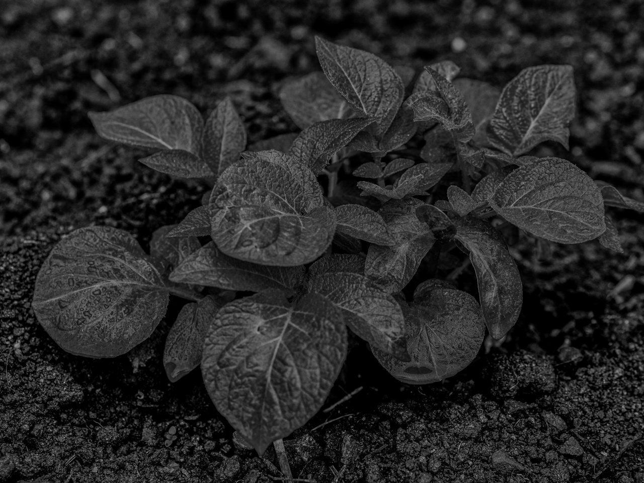 bintje sous la pluie