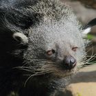 Binturong