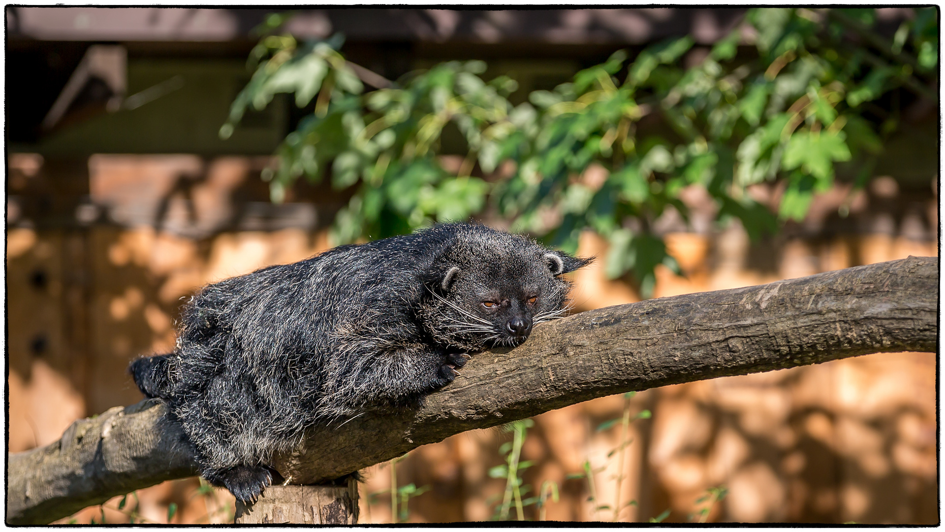 Binturong