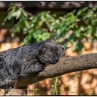 Binturong