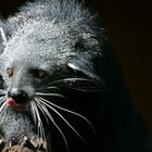 Binturong 2.