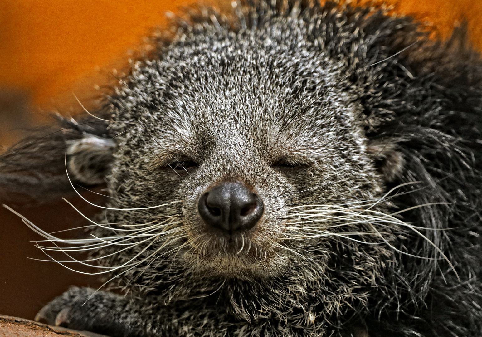 binturong